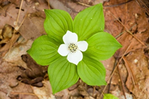 Bunchberry Prints: A bunchberry in bloom, Cornus canadensis, near Marquoit Bay in Brunswick, Maine