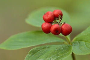 Bunchberry Prints: Bunchberry, Cornus canadensis, Banning State Park, Minnesota