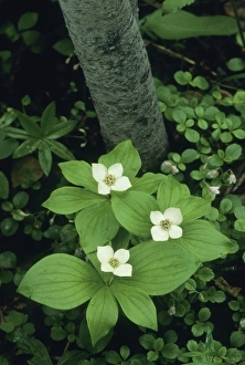 Bunchberry Prints: Bunchberry, Dogwood, (Cornus canadensis), Tatshenshini River, BC Canada