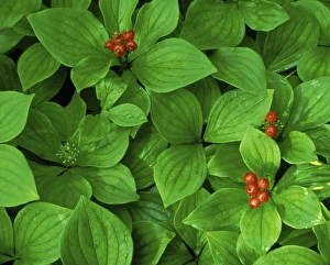 Bunchberry Prints: Bunchberry in fruit, Cornus canadensis, Boundary Waters Widerness Area, Minnesota