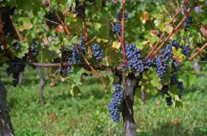 Agrarian Prints: bunches of grapes ripe merlot on a vine with leaves leaf in Bergerac near Bordeaux