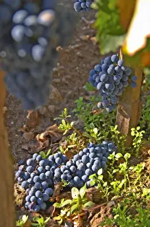 Bunch Prints: Bunches of Merlot grapes on the ground, green harvest or crop thinning