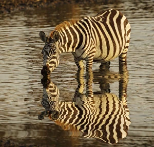 Burchella┬Ç┬Ös zebra drinking at sunrise, Masai Mara, Kenya, Africa, Equus quagga