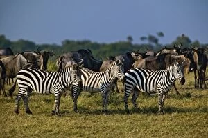 Burchella┬Ç┬Ös Zebra, Equus burchelli, Masai Mara, Kenya, Africa
