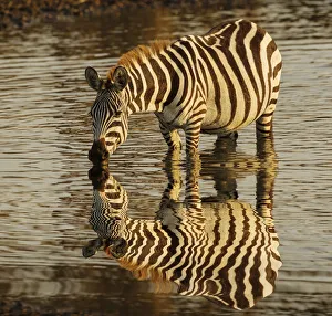 Drinking Prints: Burchellas zebra drinking at sunrise, Masai Mara, Kenya, Africa, Equus quagga