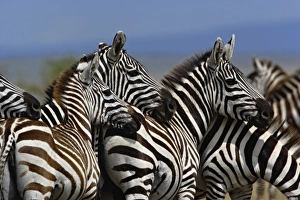 Images Dated 1st September 2008: Burchellis Zebra, Equus burchellii, Masai Mara Game Reserve, Kenya