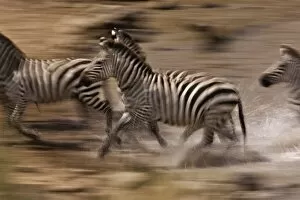 Images Dated 18th July 2005: Burchellis Zebras, Equus Burchellii, in motion, Masai Mara, Kenya