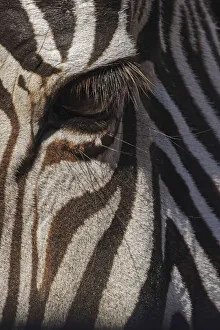 Burchells Zebra close-up. Masai Mara, Kenya, Africa