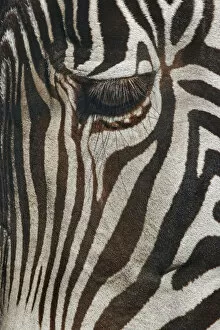 Africa Collection: Burchells Zebra close-up. Masai Mara, Kenya, Africa