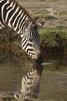 Drinking Prints: Burchells Zebra drinking and reflection in pool of water, Equus burchellii