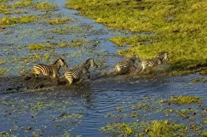 Images Dated 15th October 2005: Burchells zebra (Equus burchelli) crossing flood waters. A large herbivore living