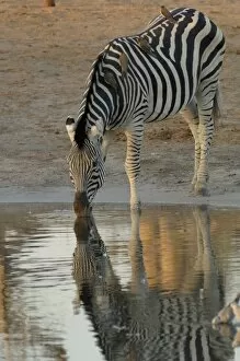 Images Dated 18th October 2005: Burchells zebra (Equus burchelli) large herbivore living in open plains. Linyanti