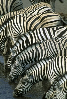 Etosha Np Prints: Burchells Zebra, (Equus burchelli), at water hole, Etosha National Park, Namibia