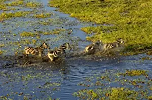 Burchells zebra (Equus burchelli) crossing flood waters. A large herbivore living
