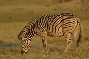Images Dated 17th October 2005: Burchells zebra (Equus burchelli) large herbivore living in open plains. Mombo