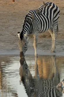 Foal Prints: Burchells zebra (Equus burchelli) large herbivore living in open plains. Linyanti