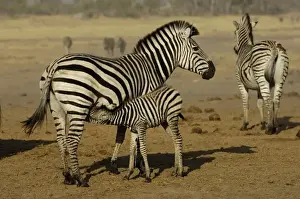 Images Dated 20th October 2005: Burchells zebra (Equus burchelli) large herbivore living in open plains. Mothe and colt