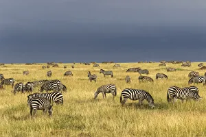 Burchells Zebra, Equus burchellii, Serengeti National Park, Tanzania, Africa