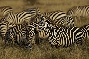 Images Dated 1st July 2019: Burchells Zebra, Equus burchellii, Serengeti National Park, Tanzania, Africa