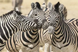 Burchells Zebra, Equus quagga burchellii, nuzzle each other playfully Burchells Zebra, Equus quagga burchellii, nuzzle each other playfully