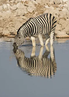 Strip Prints: Burchells Zebra, Equus quagga burchellii drinking at a waterhole, reflected