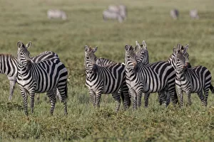 Prints of Burchells Zebra herd with attention on nearby lion, Serengeti National Park, Tanzania, Africa Africa Prints: Burchells Zebra herd with attention on nearby lion, Serengeti National Park