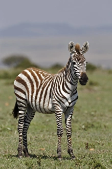 Images Dated 31st August 2011: Burchells Zebra, Masai Mara, Kenya, Africa