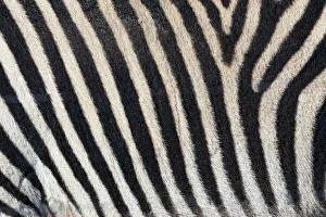 Zebra Prints: Burchells zebra pattern of black and white stripes