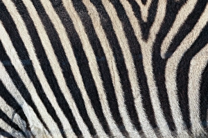 Strip Prints: Burchell's zebra pattern of black and white stripes, Kenya, Africa