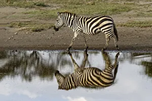 Images Dated 1st July 2019: Burchells Zebra and reflection, Equus burchellii, Serengeti National Park, Tanzania
