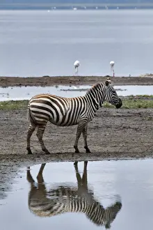 Images Dated 5th September 2011: Burchells Zebra and reflection, Lake Nakuru National Park, Kenya, Africa
