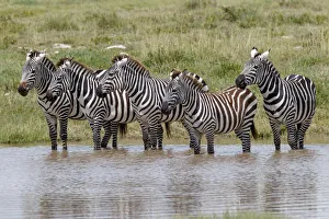 Prints of Burchells Zebra at watering hole, Serengeti National Park, Tanzania, Africa Africa Prints: Burchells Zebra at watering hole, Serengeti National Park, Tanzania, Africa