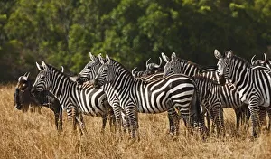 Mara Prints: Burchells Zebras