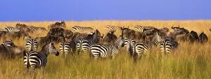 Images Dated 22nd July 2005: Burchells Zebras
