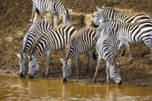 Images Dated 17th September 2006: Burchells Zebras drinking out of the Mara River in the Msai Mara Kenya