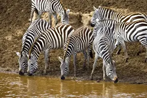 Mara Prints: Burchells Zebras drinking out of the Mara River in the Msai Mara Kenya
