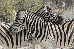Bonding Prints: Burchells Zebras, Equus quagga burchellii, necking, Common social behavior in the herd