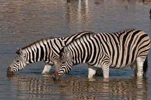 Strip Prints: Burchell's zebras stand in a waterhole and drink. Etosha National Park, Namibia