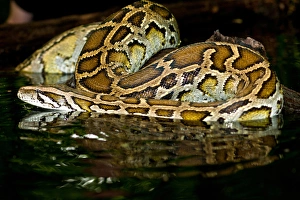 Images Dated 17th July 2009: Burmese Python, Python molurus bivittatus, Native to China and Malaysia