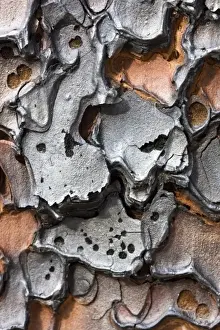 Burnt bark of a Ponderosa Pine tree (Pinus ponderosa) after a controlled burn in