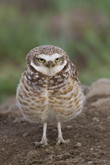 Oregon Prints: Burrowing Owl