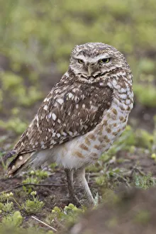 Images Dated 26th April 2017: Burrowing owl