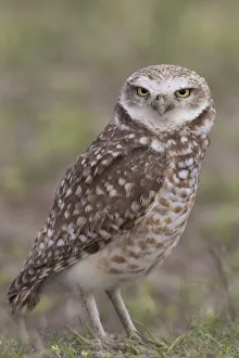 Images Dated 23rd April 2017: Burrowing owl