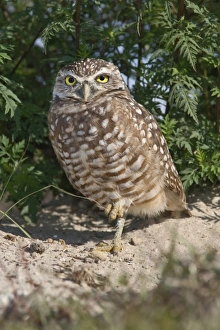 Images Dated 5th March 2005: Burrowing Owl, Athene cunicularia, Cape Coral, Florida