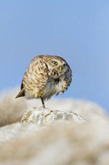 Burrowing Owl (Athene cunicularia) adult roosting on rock