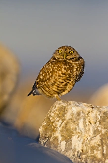 Images Dated 4th February 2015: Burrowing Owl (Athene cunicularia) adult roosting on rock