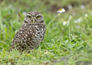 Burrowing owl, Athene cunicularia, Florida