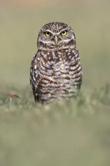 Burrowing owl, Cape Coral, Florida