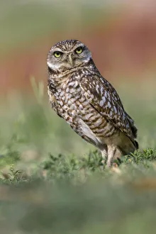 Burrowing owl, Cape Coral, Florida