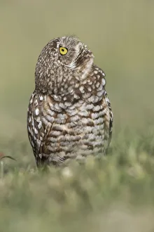 Burrowing owl, Cape Coral, Florida